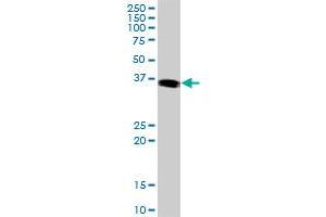 JUNB MaxPab polyclonal antibody. (JunB 抗体  (AA 1-347))