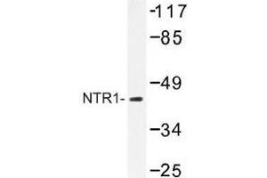 Image no. 1 for anti-Neurotensin Receptor 1 (High Affinity) (NTSR1) antibody (ABIN317760) (NTSR1 抗体)