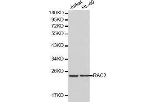Western blot analysis of Jurkat cell and HL-60 cell lysate using RAC2 antibody. (RAC2 抗体  (AA 1-192))