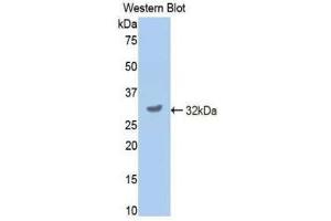 Western Blotting (WB) image for anti-Cytochrome P450, Family 2, Subfamily E, Polypeptide 1 (CYP2E1) (AA 34-273) antibody (ABIN1858593) (CYP2E1 抗体  (AA 34-273))