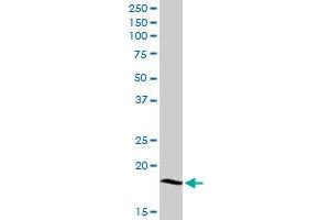 LY96 MaxPab rabbit polyclonal antibody. (LY96 抗体  (AA 1-160))