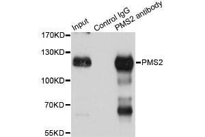 Immunoprecipitation analysis of 150ug extracts of Jurkat cells using 3ug PMS2 antibody. (PMS2 抗体)