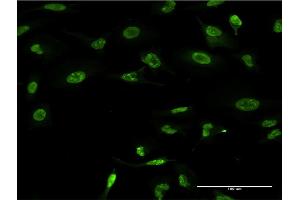 Immunofluorescence (IF) image for anti-Ring Finger Protein 2 (RNF2) (AA 164-223) antibody (ABIN519812)