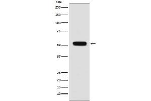 Western blot analysis of Fibulin 5 expression in mouse heart lysate.