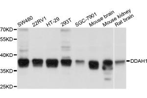 Western blot analysis of extracts of various cell lines, using DDAH1 antibody. (DDAH1 抗体)