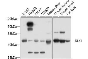 Western blot analysis of extracts of various cell lines, using DLK1 antibody (ABIN3016512, ABIN3016513, ABIN3016514 and ABIN6219768) at 1:1000 dilution. (DLK1 抗体)