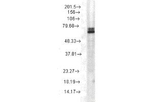 Western Blot analysis of Rat cell lysates showing detection of Hsp70 protein using Mouse Anti-Hsp70 Monoclonal Antibody, Clone 3A3 (ABIN361737 and ABIN361738). (HSP70 抗体)