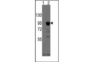 Image no. 1 for anti-Eomesodermin (EOMES) (N-Term) antibody (ABIN357827) (EOMES 抗体  (N-Term))