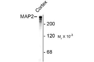Western blots of rat cortex lysate showing specific immunolabeling of the ~280k MAP2 protein. (MAP2 抗体)