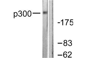 Western Blotting (WB) image for anti-E1A Binding Protein P300 (EP300) (N-Term) antibody (ABIN1848716) (p300 抗体  (N-Term))