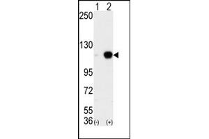 Image no. 1 for anti-Lysine (K)-Specific Demethylase 1A (KDM1A) (C-Term) antibody (ABIN356730) (LSD1 抗体  (C-Term))