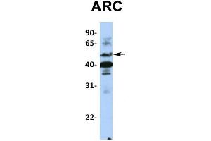 Western Blotting (WB) image for anti-Activity-Regulated Cytoskeleton-Associated Protein (Arc) (Middle Region) antibody (ABIN2774829)