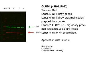 Image no. 3 for anti-Glutamate Dehydrogenase 1 (GLUD1) (N-Term) antibody (ABIN2782330) (GLUD1 抗体  (N-Term))