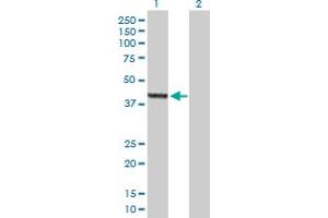 Western Blot analysis of ASZ1 expression in transfected 293T cell line by ASZ1 MaxPab polyclonal antibody. (ASZ1 抗体  (AA 1-393))