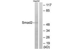 Western blot analysis of extracts from HepG2 cells, using Smad2 (Ab-255) Antibody. (SMAD2 抗体  (AA 221-270))