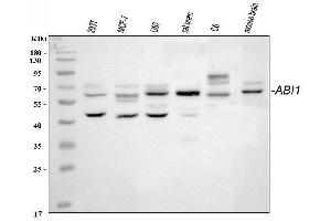 Western blot analysis of SSH3BP1/ABI1 using anti-SSH3BP1/ABI1 antibody (ABIN3043515).