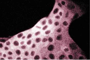 Immunofluorescent staining of MDCK cells with anti-FAS antibody. (Fatty Acid Synthase 抗体  (AA 9-202))