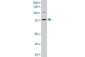 FCHSD1 MaxPab polyclonal antibody. (FCHSD1 抗体  (AA 1-409))