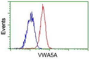 Flow cytometric Analysis of Jurkat cells, using anti-VWA5A antibody (ABIN2453788), (Red), compared to a nonspecific negative control antibody (ABIN2453788), (Blue). (VWA5A 抗体)