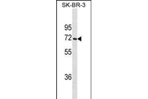 CYP1A2 Antibody (ABIN1539922 and ABIN2843866) western blot analysis in SK-BR-3 cell line lysates (35 μg/lane). (CYP1A2 抗体  (AA 255-282))