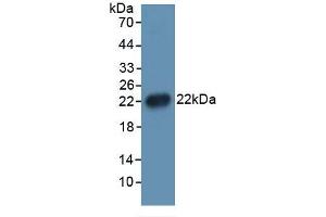 Mouse Capture antibody from the kit in WB with Positive Control: 293F transfected with IL1b gene. (IL-1 beta ELISA 试剂盒)