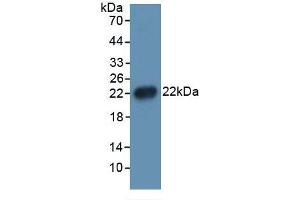 Western Blotting (WB) image for Interleukin 1, beta (IL1B) ELISA Kit (ABIN6574165)