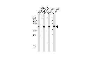 Western Blotting (WB) image for anti-Isocitrate Dehydrogenase 1 (NADP+), Soluble (IDH1) (AA 116-143) antibody (ABIN391660)