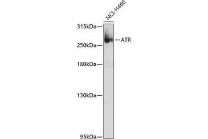 Western blot analysis of extracts of NCI-H460 cells, using ATR Antibody (ABIN6134559, ABIN6137358, ABIN6137360 and ABIN6223084) at 1:1000 dilution. (ATR 抗体  (AA 1400-1500))