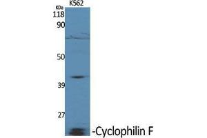 Western Blot (WB) analysis of specific cells using Cyclophilin F Polyclonal Antibody. (PPIF 抗体  (Internal Region))