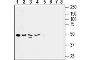 Western blot analysis of rat heart membrane (lanes 1 and 5), human pancreatic carcinoma PANC-1 lysate (lanes 2 and 6), mouse heart membrane (lanes 3 and 7) and rat brain synaptosomal fraction (lanes 4 and 8): - 1-4. (CX3CL1 抗体  (Extracellular, N-Term))
