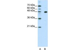 Western Blotting (WB) image for anti-PR Domain Containing 12 (PRDM12) antibody (ABIN2461913) (PRDM12 抗体)