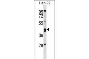 PON2 Antibody (N-term) (ABIN656876 and ABIN2846077) western blot analysis in HepG2 cell line lysates (35 μg/lane). (PON2 抗体  (N-Term))