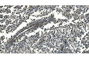 IHC analysis of GNG7 using anti-GNG7 antibody (ABIN7600508). (GNG7 抗体  (AA 2-57))