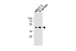 Mouse CCNB1 Antibody (Center /) (ABIN1881515 and ABIN2843319) western blot analysis in mouse NIH/3T3 cell line and mouse spleen tissue lysates (35 μg/lane).