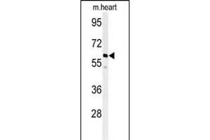 Western blot analysis of hM1G- (ABIN392848 and ABIN2842270) in mouse heart tissue lysates (35 μg/lane). (PPM1G 抗体  (AA 150-180))