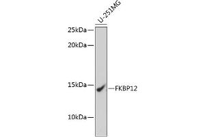 Western blot analysis of extracts of U-251MG cells, using FKBP12 Rabbit mAb (ABIN7267211) at 1:1000 dilution. (FKBP1A 抗体)