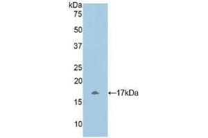 Western Blotting (WB) image for anti-Myosin, Light Chain 1, Alkali, Skeletal, Fast (MYL1) (AA 3-142) antibody (ABIN7433171)