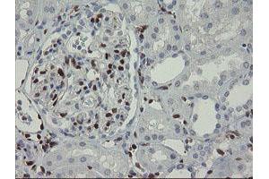 Immunohistochemical staining of paraffin-embedded Human Kidney tissue using anti-GIMAP4 mouse monoclonal antibody.