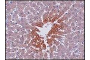 Immunohistochemistry of JMJD7 in rat liver tissue with this product at 2. (JMJD7 抗体  (C-Term))