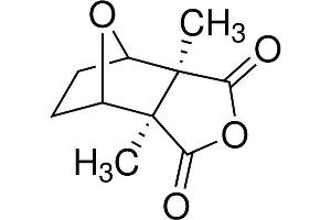 Chemical structure of Cantharidin , a Phosphatase PP2A inhibitor. (Cantharidin)