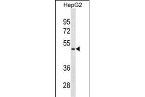 BP Antibody (N-term)(Ascites) 2100a western blot analysis in HepG2 cell line lysates (35 μg/lane). (AMBP 抗体  (N-Term))