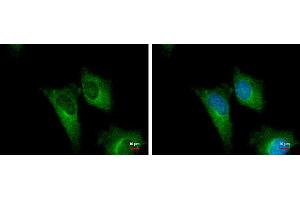 ICC/IF Image PGD antibody [N1N3] detects PGD protein at cytoplasm by immunofluorescent analysis.