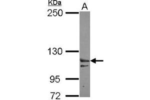 Western Blotting (WB) image for anti-Exportin 6 (XPO6) (AA 135-383) antibody (ABIN1501767) (Exportin 6 抗体  (AA 135-383))