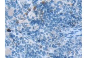 Detection of TOR3A in Rat Spleen Tissue using Polyclonal Antibody to Torsin 3A (TOR3A) (TOR3A 抗体  (AA 97-361))