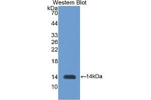 Western Blotting (WB) image for anti-Inhibin, beta B (INHBB) (AA 293-407) antibody (ABIN1078191) (INHBB 抗体  (AA 293-407))