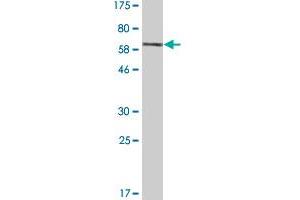 Western Blot detection against Immunogen (76. (RUVBL2 抗体  (AA 1-463))
