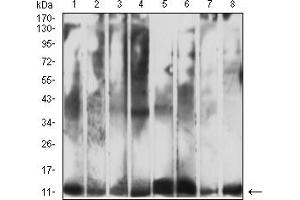 Western blot analysis using CYCS mouse mAb against Hela (1), Jurkat (2), RAW264.