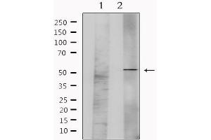 Western blot analysis of extracts from mouse brain, using GFRA1 Antibody. (GFRA1 抗体  (Internal Region))