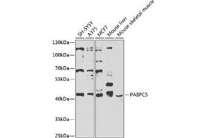 Western blot analysis of extracts of various cell lines, using P antibody  at 1:1000 dilution. (PABPC5 抗体  (AA 1-382))