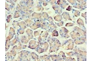 Immunohistochemistry of paraffin-embedded human pancreatic tissue using ABIN7162566 at dilution of 1:100 (AMY2A 抗体  (AA 242-511))
